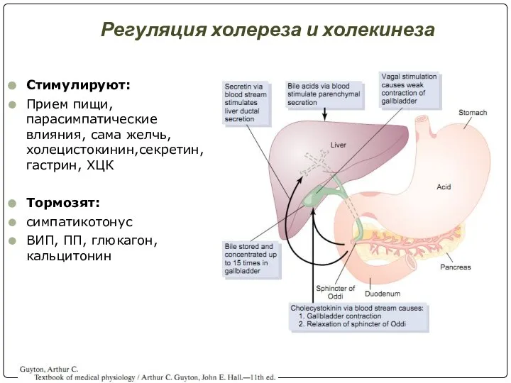 Регуляция холереза и холекинеза Стимулируют: Прием пищи, парасимпатические влияния, сама желчь, холецистокинин,секретин,