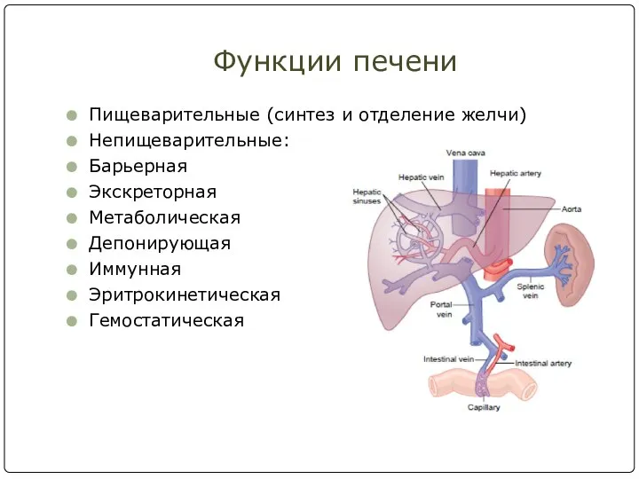 Функции печени Пищеварительные (синтез и отделение желчи) Непищеварительные: Барьерная Экскреторная Метаболическая Депонирующая Иммунная Эритрокинетическая Гемостатическая