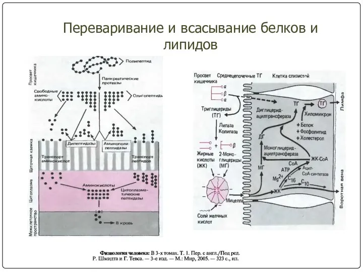 Переваривание и всасывание белков и липидов