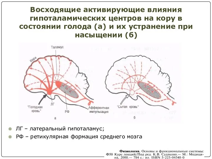 Восходящие активирующие влияния гипоталамических центров на кору в состоянии голода (а) и