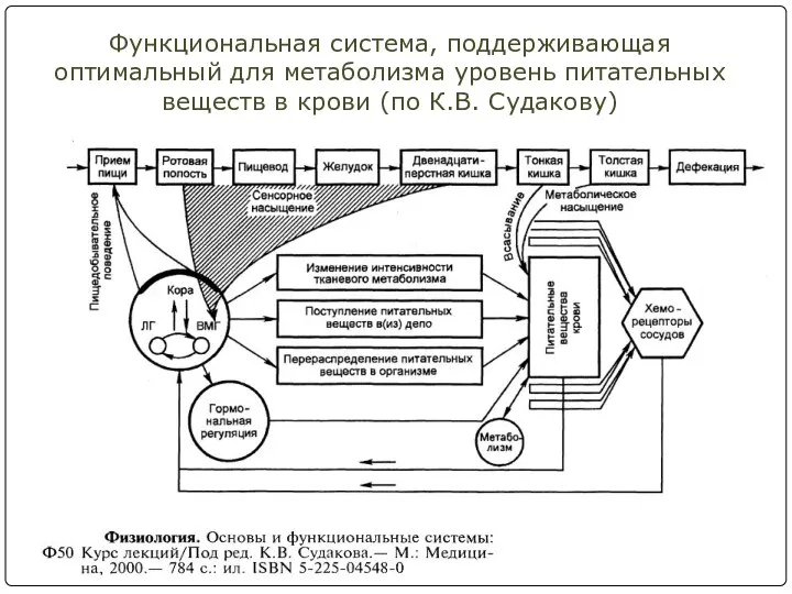 Функциональная система, поддерживающая оптимальный для метаболизма уровень питательных веществ в крови (по К.В. Судакову)