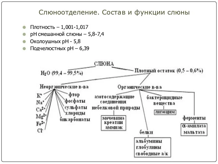 Слюноотделение. Состав и функции слюны Плотность – 1,001-1,017 pH смешанной слюны –