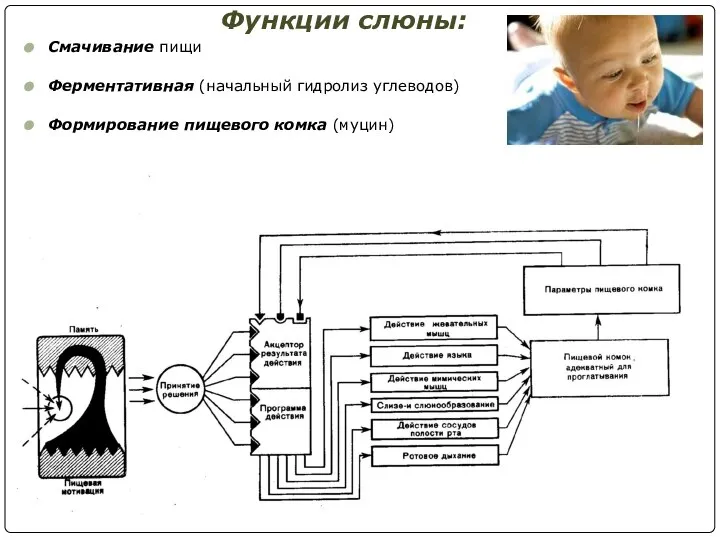 Функции слюны: Смачивание пищи Ферментативная (начальный гидролиз углеводов) Формирование пищевого комка (муцин)