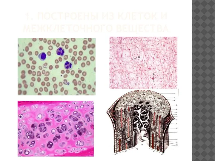 1. ПОСТРОЕНЫ ИЗ КЛЕТОК И МЕЖКЛЕТОЧНОГО ВЕЩЕСТВА
