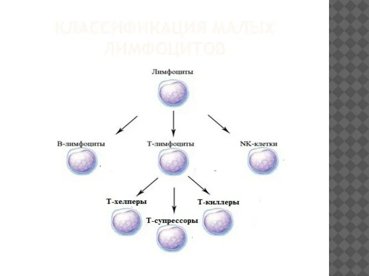 КЛАССИФИКАЦИЯ МАЛЫХ ЛИМФОЦИТОВ