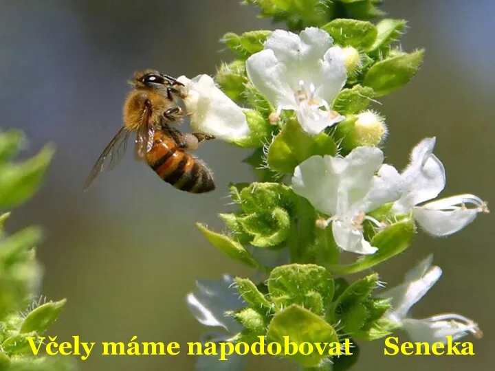 Včely máme napodobovat Seneka