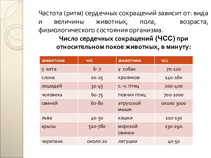 Частота (ритм) сердечных сокращений зависит от: вида и величины животных, пола, возраста,