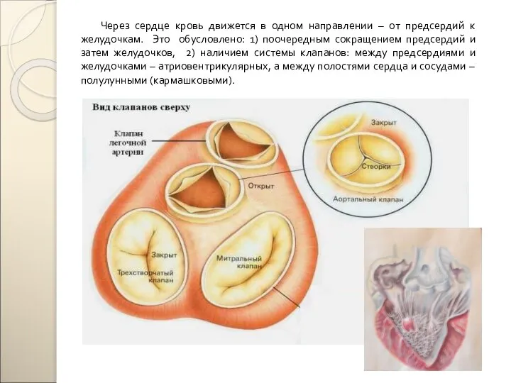 Через сердце кровь движется в одном направлении – от предсердий к желудочкам.