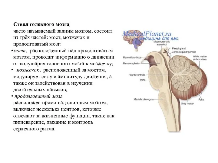 Ствол головного мозга, часто называемый задним мозгом, состоит из трёх частей: мост,