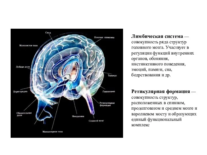 Лимбическая система — совокупность ряда структур головного мозга. Участвует в регуляции функций