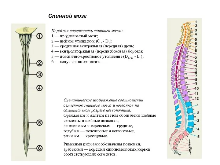 Спинной мозг Передняя поверхность спинного мозга: 1 — продолговатый мозг; 2 —