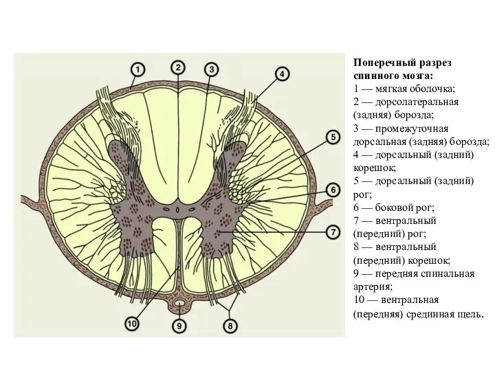 Поперечный разрез спинного мозга: 1 — мягкая оболочка; 2 — дорсолатеральная (задняя)