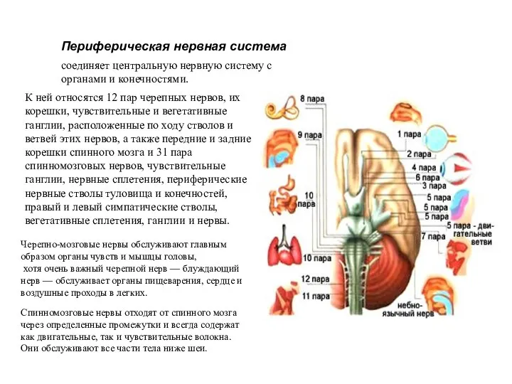 Периферическая нервная система соединяет центральную нервную систему с органами и конечностями. Черепно-мозговые