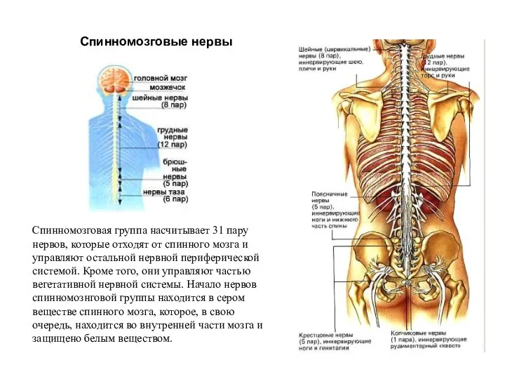 Спинномозговые нервы Спинномозговая группа насчитывает 31 пару нервов, которые отходят от спинного