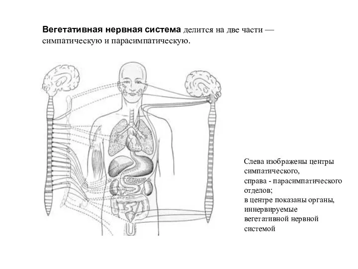 Вегетативная нервная система делится на две части — симпатическую и парасимпатическую. Слева