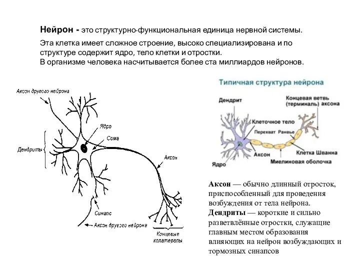 Нейрон - это структурно-функциональная единица нервной системы. Эта клетка имеет сложное строение,