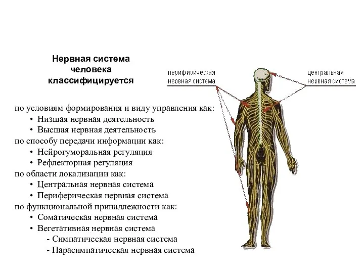 по условиям формирования и виду управления как: Низшая нервная деятельность Высшая нервная