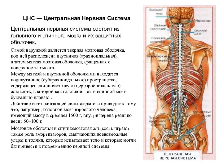 ЦНС — Центральная Нервная Система Центральная нервная система состоит из головного и