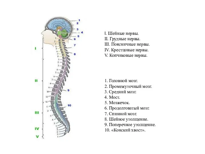 I. Шейные нервы. II. Грудные нервы. III. Поясничные нервы. IV. Крестцовые нервы.