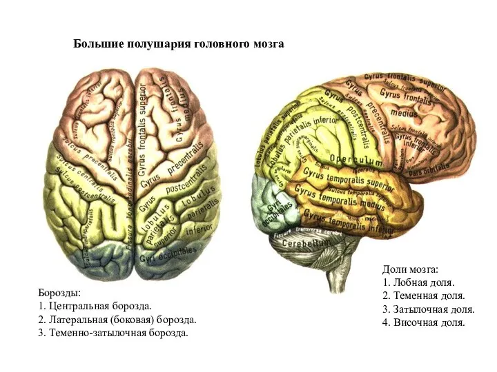 Большие полушария головного мозга Доли мозга: 1. Лобная доля. 2. Теменная доля.