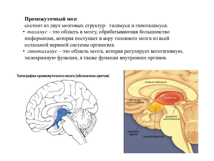 Промежуточный мозг состоит из двух мозговых структур: таламуса и гипоталамуса. таламус –