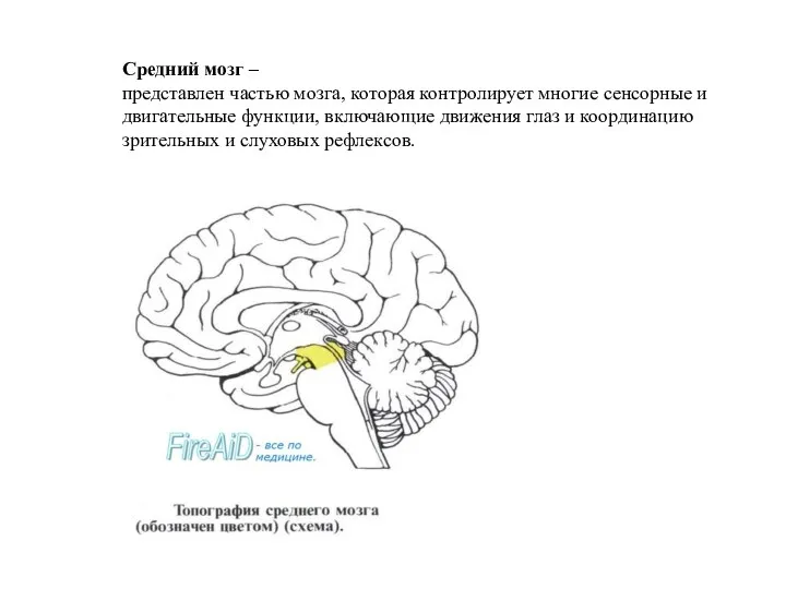 Средний мозг – представлен частью мозга, которая контролирует многие сенсорные и двигательные