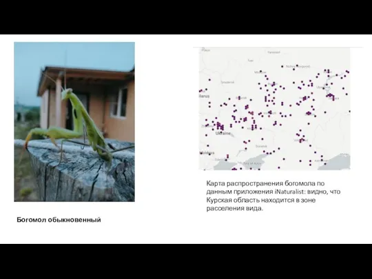 Богомол обыкновенный Карта распространения богомола по данным приложения iNaturalist: видно, что Курская