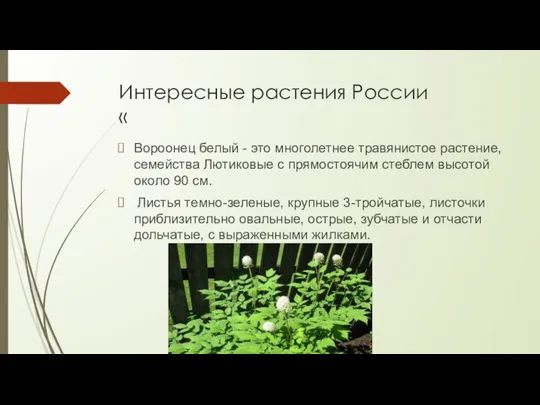 Интересные растения России « Вороонец белый - это многолетнее травянистое растение, семейства