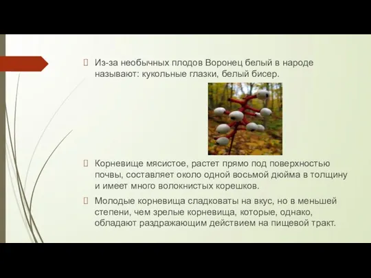 Из-за необычных плодов Воронец белый в народе называют: кукольные глазки, белый бисер.