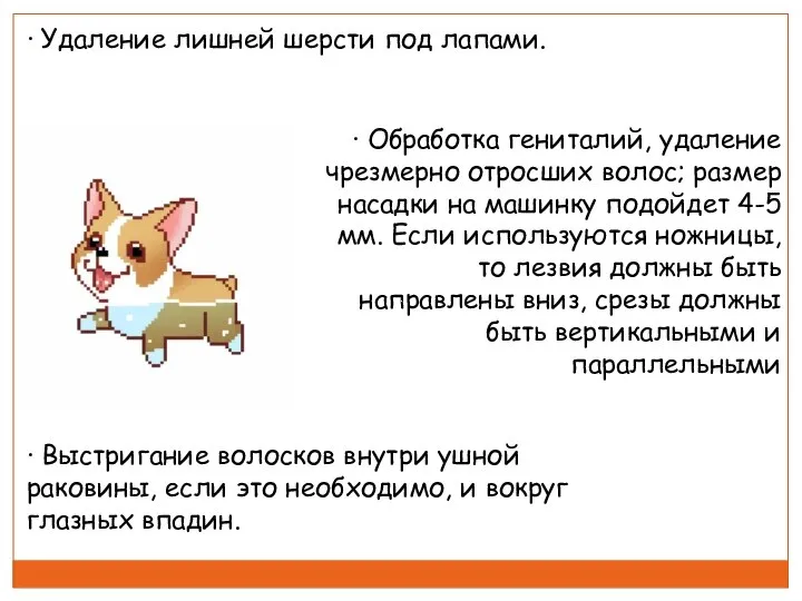 · Удаление лишней шерсти под лапами. · Выстригание волосков внутри ушной раковины,