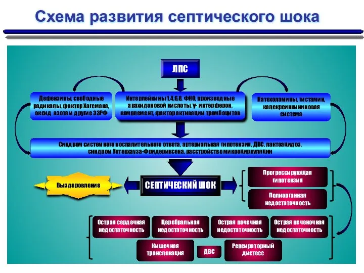 Схема развития септического шока ЛПС Интерлейкины 1,4,6,8, ФНО, производные арахидоновой кислоты, γ-