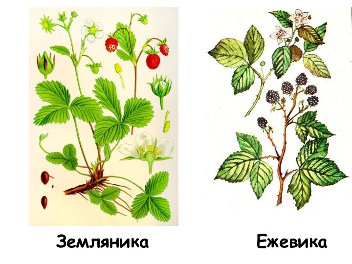 Ежевика Земляника