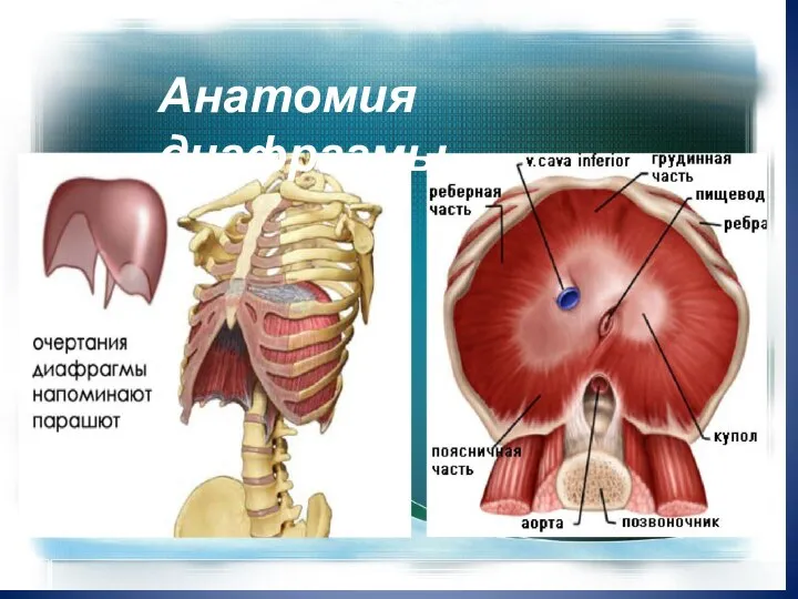 Анатомия диафрагмы