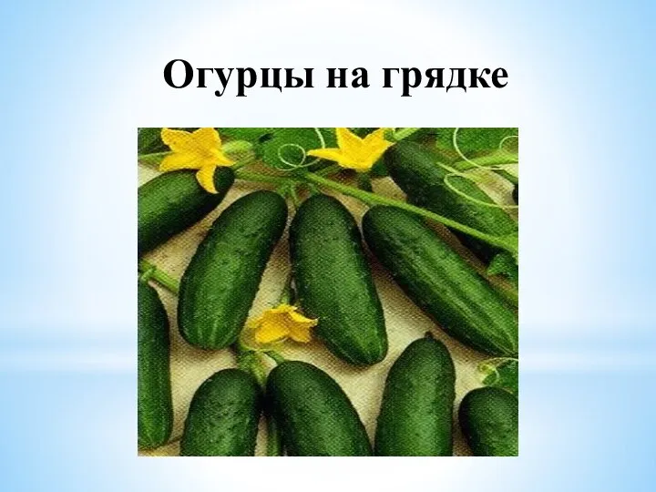 Огурцы на грядке