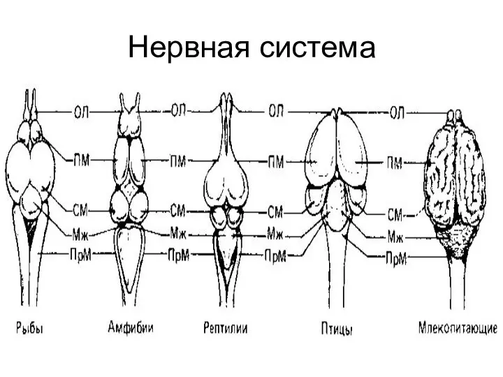 Нервная система