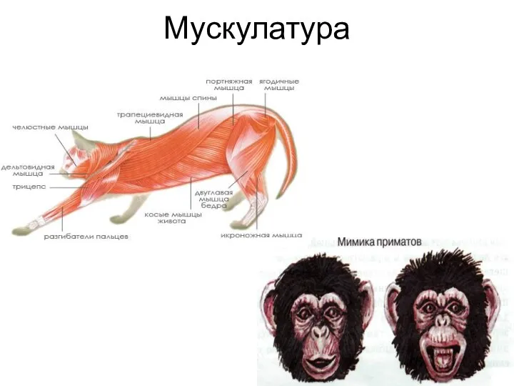 Мускулатура