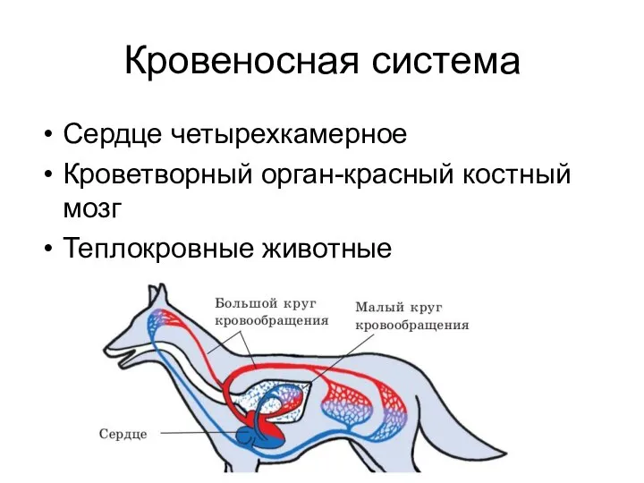 Кровеносная система Сердце четырехкамерное Кроветворный орган-красный костный мозг Теплокровные животные