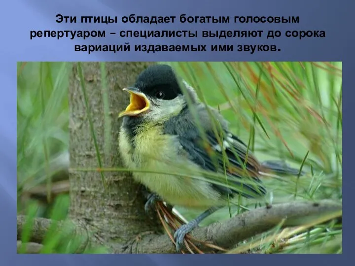 Эти птицы обладает богатым голосовым репертуаром – специалисты выделяют до сорока вариаций издаваемых ими звуков.