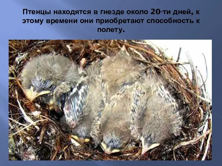 Птенцы находятся в гнезде около 20-ти дней, к этому времени они приобретают способность к полету.