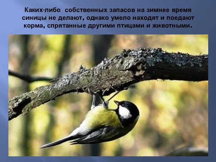 Каких-либо собственных запасов на зимнее время синицы не делают, однако умело находят