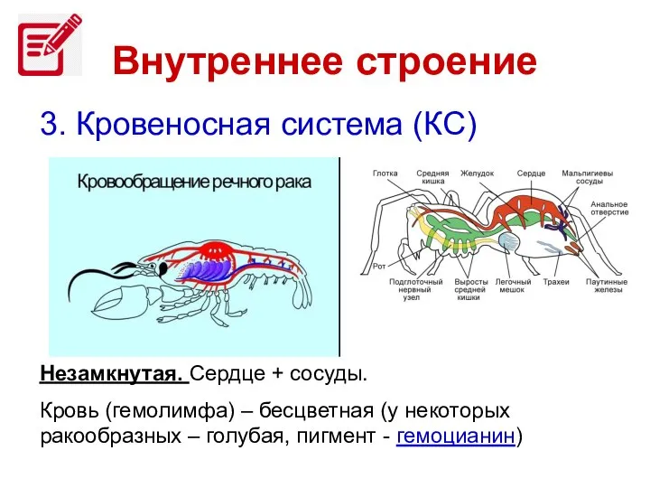 Внутреннее строение 3. Кровеносная система (КС) Незамкнутая. Сердце + сосуды. Кровь (гемолимфа)