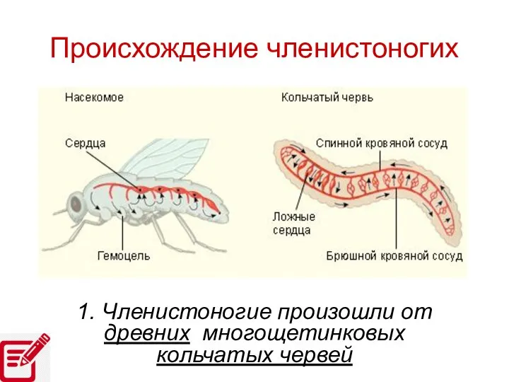 Происхождение членистоногих 1. Членистоногие произошли от древних многощетинковых кольчатых червей