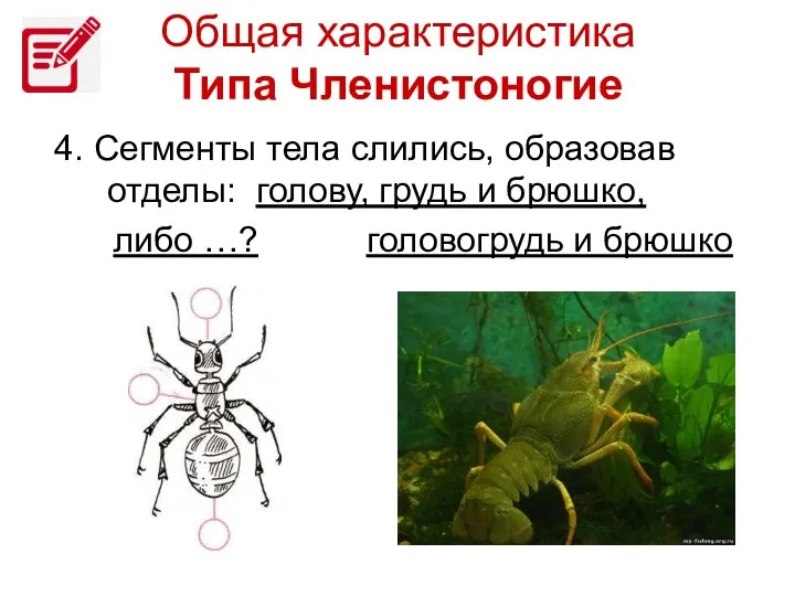 4. Сегменты тела слились, образовав отделы: голову, грудь и брюшко, либо …?