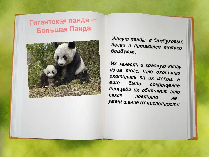Гигантская панда — Большая Панда Живут панды в бамбуковых лесах и питаются