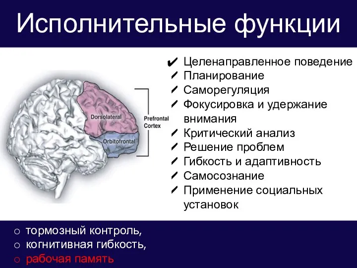 Исполнительные функции Целенаправленное поведение Планирование Саморегуляция Фокусировка и удержание внимания Критический анализ