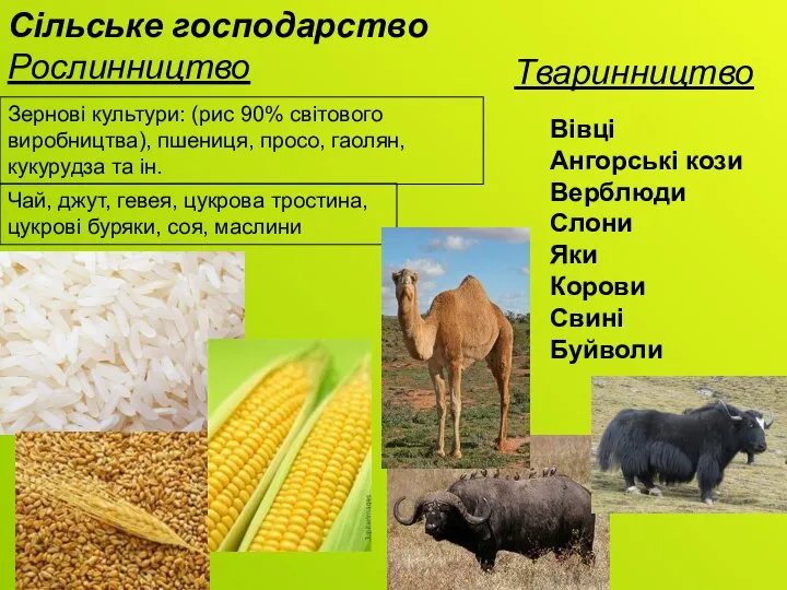 Сільське господарство Рослинництво Зернові культури: (рис 90% світового виробництва), пшениця, просо, гаолян,