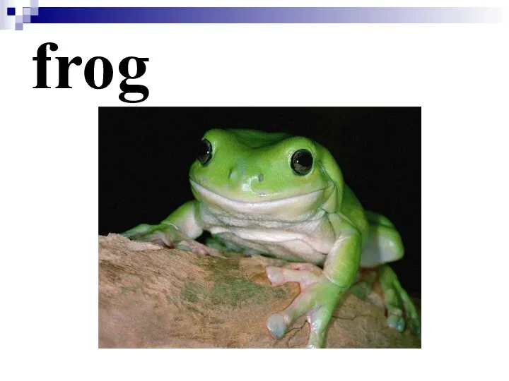 frog