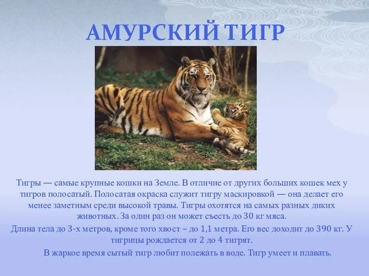 АМУРСКИЙ ТИГР Тигры — самые крупные кошки на Земле. В отличие от