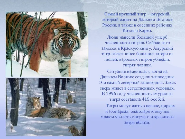 Самый крупный тигр – амурский, который живет на Дальнем Востоке России, а
