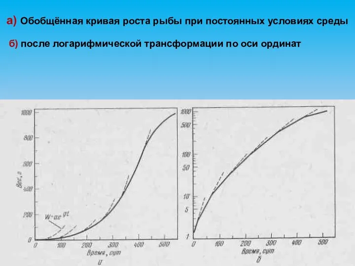 а) Обобщённая кривая роста рыбы при постоянных условиях среды б) после логарифмической трансформации по оси ординат